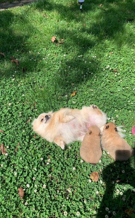 Померанський шпіц