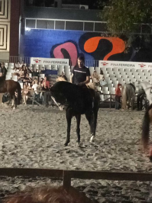 Cavalo não pontuado