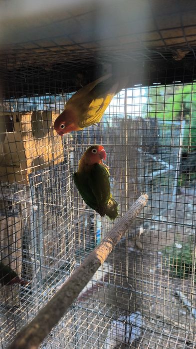 Aves exóticas de pequeno porte