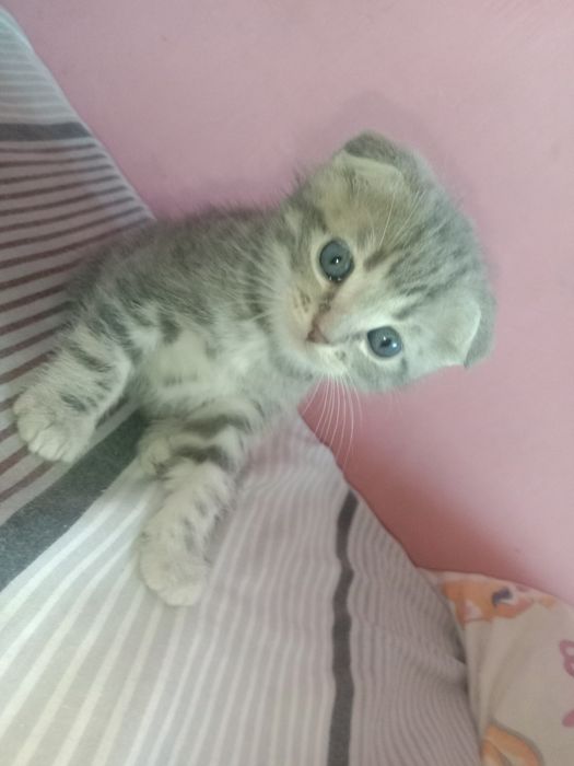 продам котят цена договорная