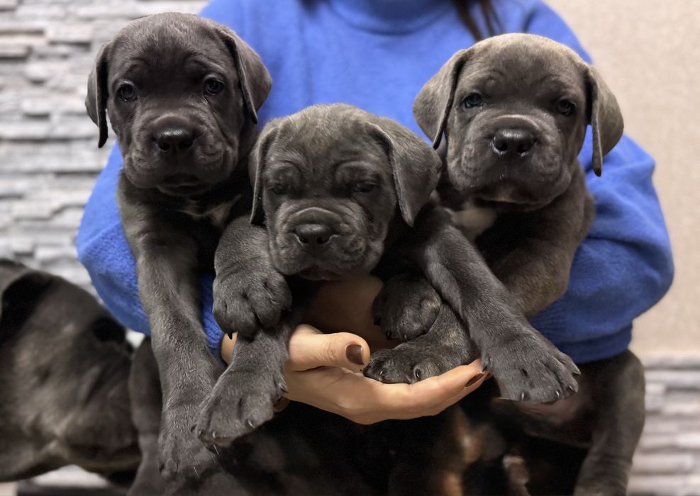 Бронь!Цуценята Cane Corso