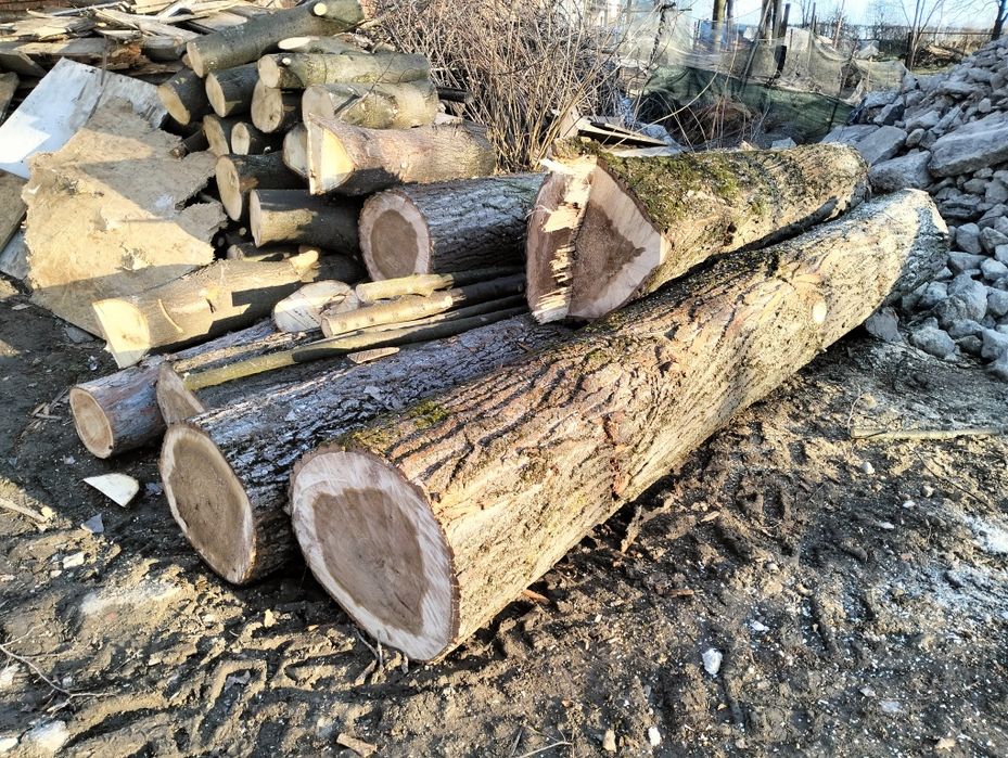 Topola kłoda 45-75cm srednicy opał