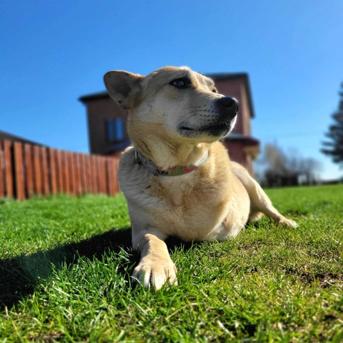 Trójłapka zwana aniołem