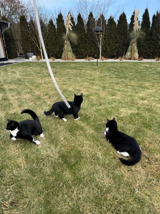 KOTKI 4 m-ce, zdrowe, piękne, oddam