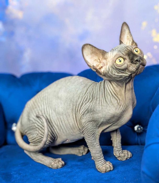 Tristan.Urzekający sfinks. Cudowny kiciuś. Dostepny już w marcu