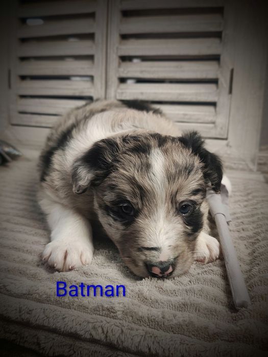 Border collie piesek Blue merle przebadani rodzice