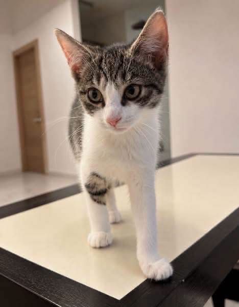 7 małych kotków do adopcji