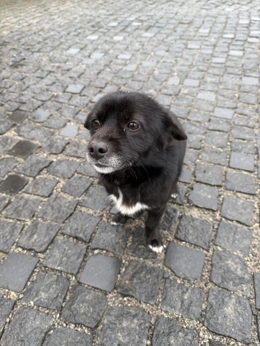 Маленький песик ищет дом