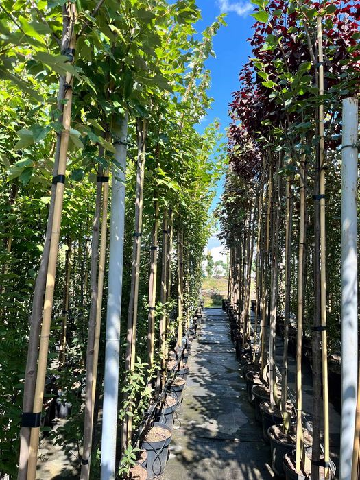 Klon czerwony Acer rubrum C15 Ø 8–10 - intensywne kolory jesieni