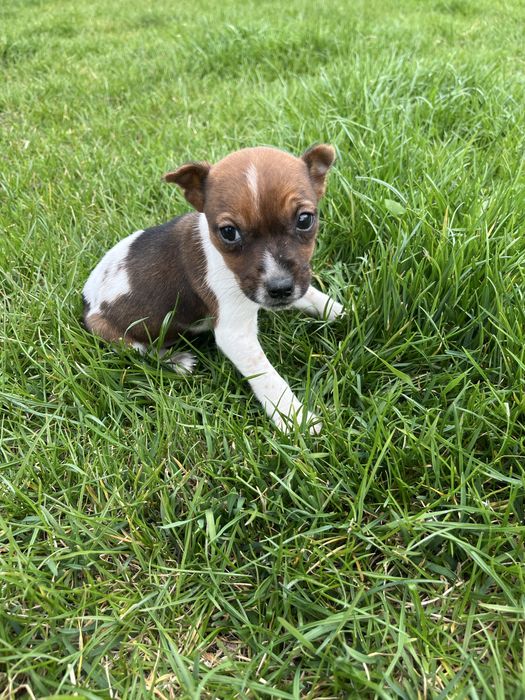 Jack Russell Terrier suczka
