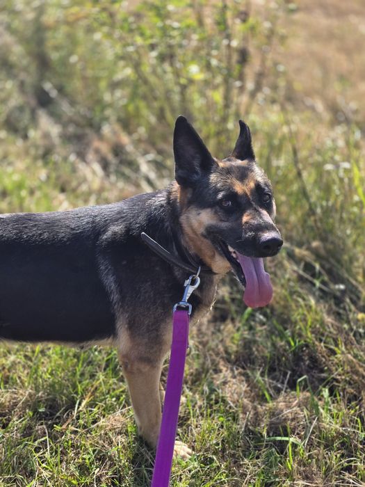 Wyjątkowa Dżina w typie owczarka