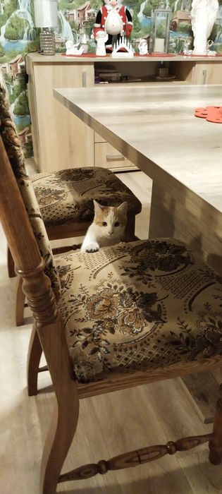 Uroczy Biały Kocurek Szuka Rodziny!