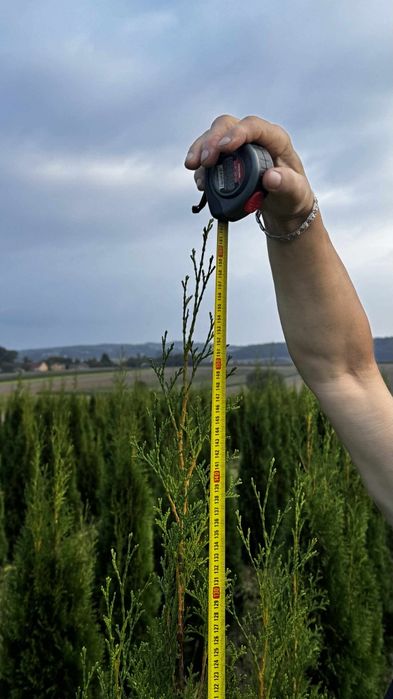 Tuje szmaragd 50-170cm Rokietnica