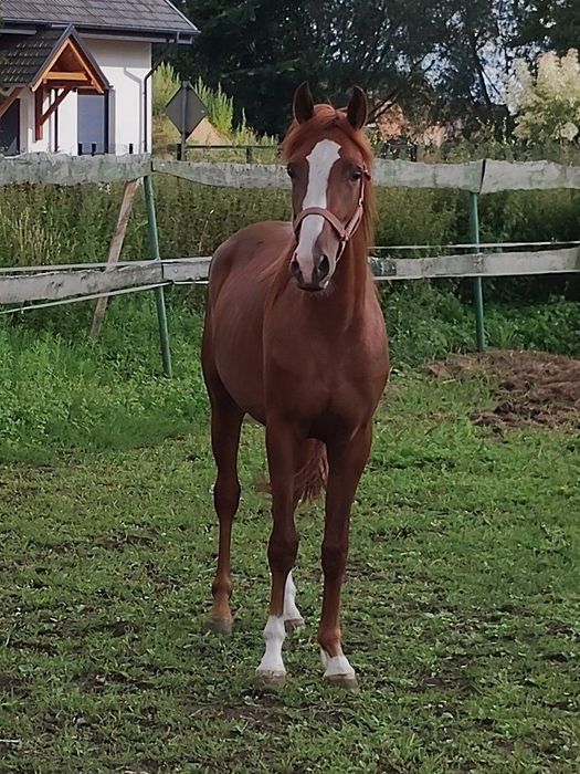 Sprzedam malowanego kasztanka