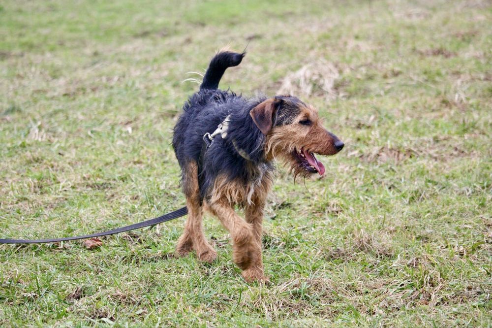 Vasco w typie terriera szuka domu