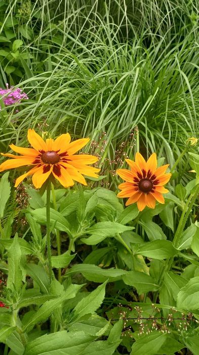 Sadzonki Rudbeki