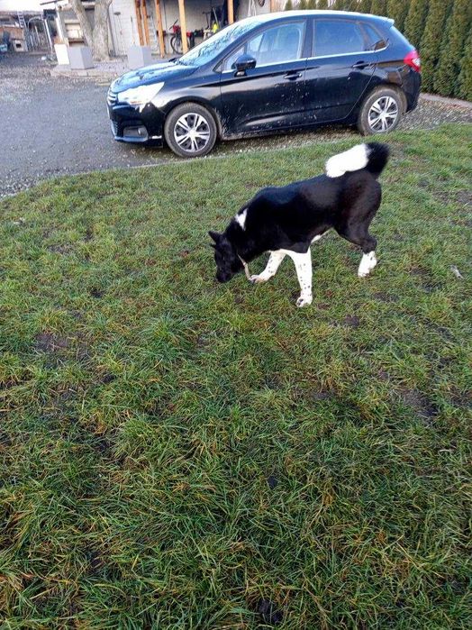 Sprzedam akita amerykańska