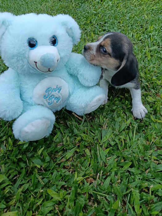 Beagle macho maravilhoso