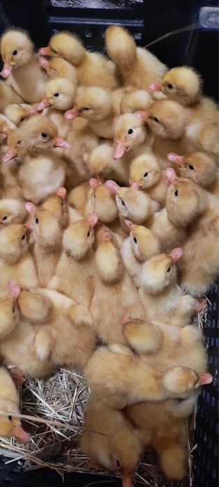 Каченята з інкубаційного цеху