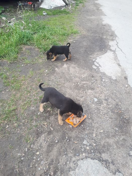 Цуценята в добрі руки