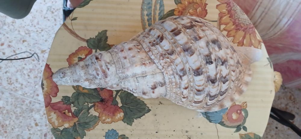 Tritão  Gigante trompete do mar
