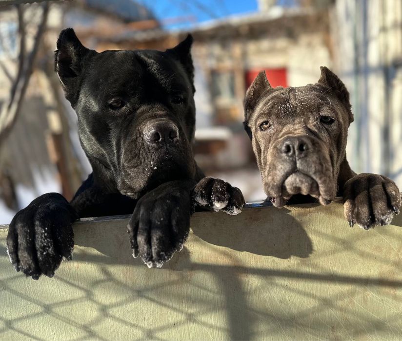 Цуценята Кане Корсо Одеса