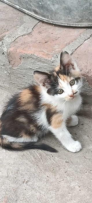 Котенята в хороші руки