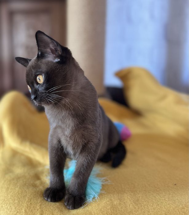 Соболина дівчинка бурма