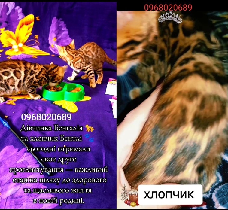 Леопардики, які не просто прикрашають дім — вони стають частиною життя людини.