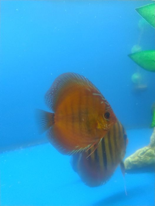 Paletki Discus Palety