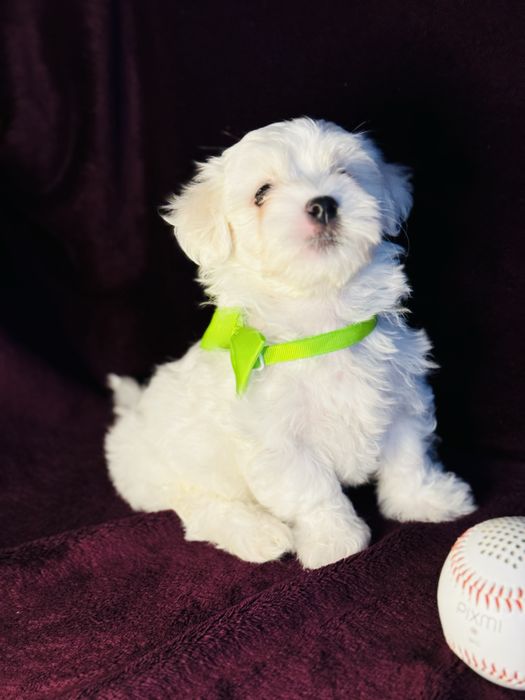 Продаються цуценята порода мальтійська болонка ,народились 9 жовтня!