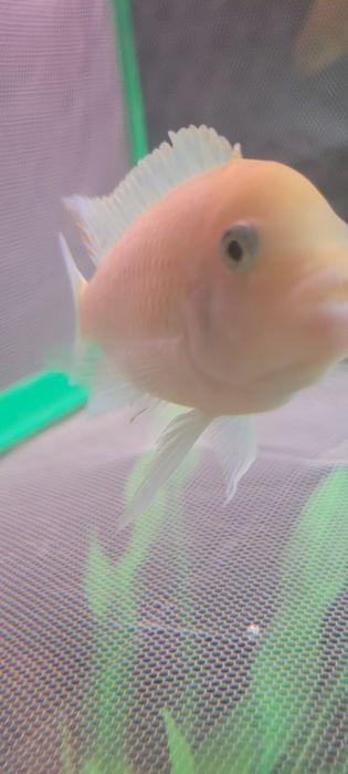 Pyszczak zebra red samiec