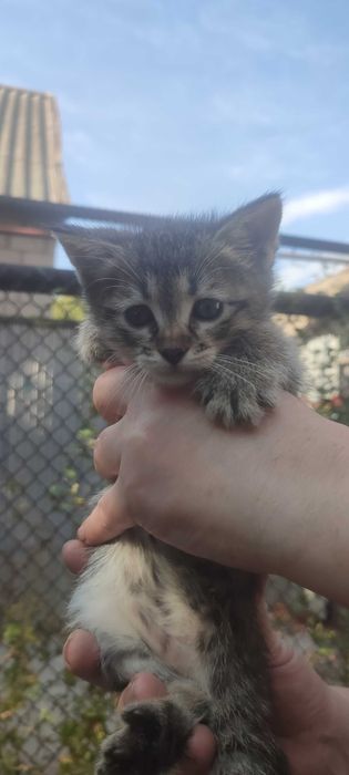 Отдам котят в хорошие руки