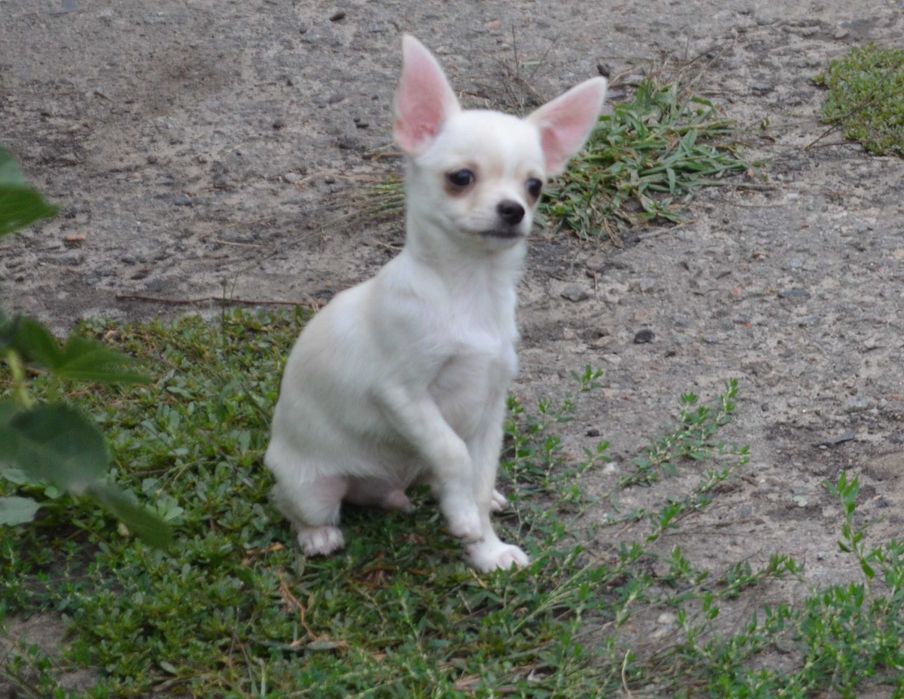Чихуахуа хлопчик