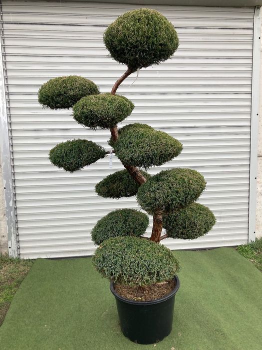 Bonsai z Jałowca pośredniego "Mint Julep" - 180 cm WSPANIAŁY