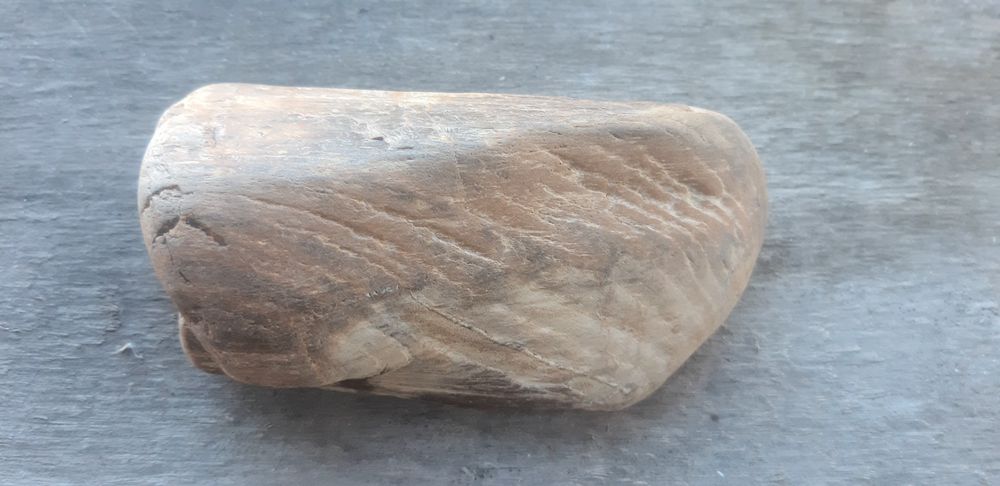 Скам'янілий кусок дерева.