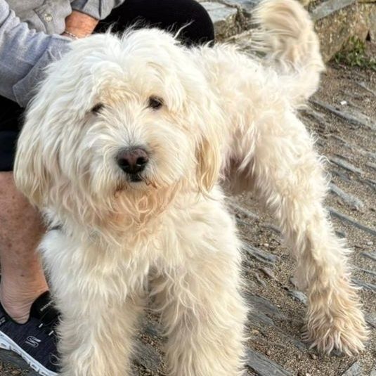 Cão de água PT branco para reproducao