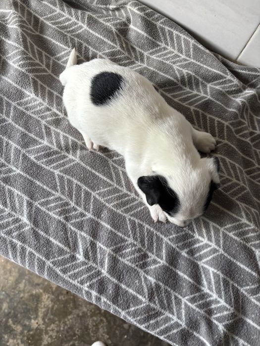 Jack Russell macho pelo curto