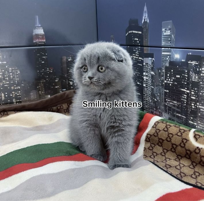 Кошенята живуть у нашому ДНК