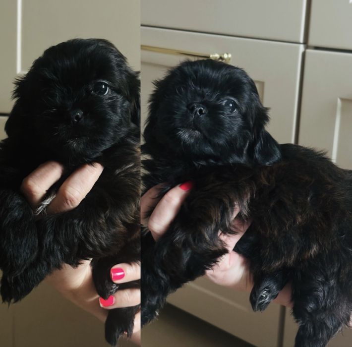 Szczeniaki shih-tzu mieszane z kundelkiem