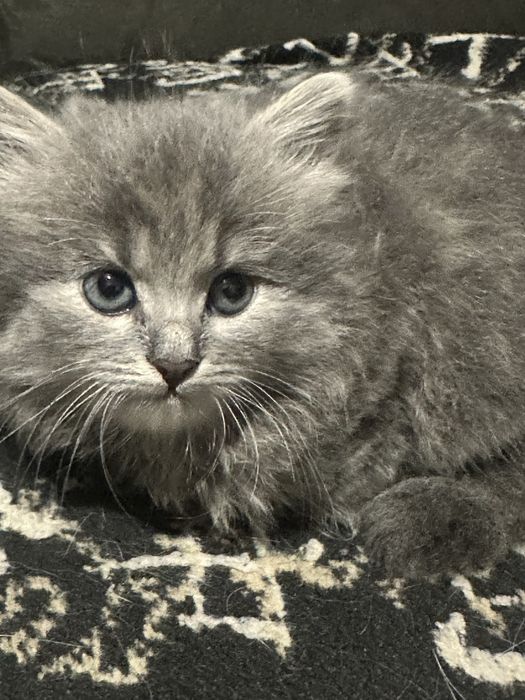 Котенок девочка.