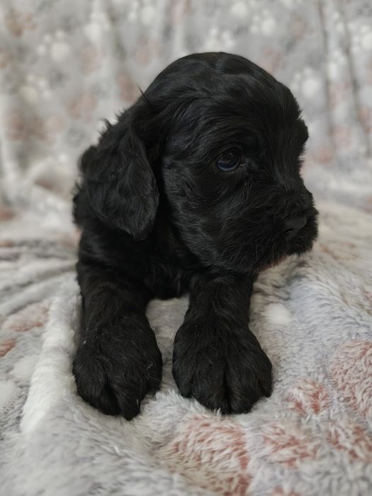 Cavapoo F1  Cavalier & Pudel