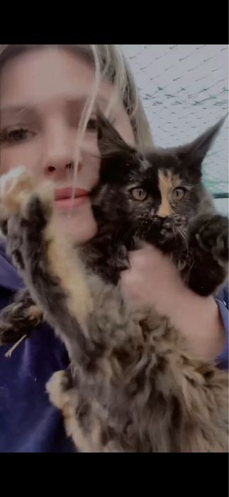 Кошенята породи Мейнкун