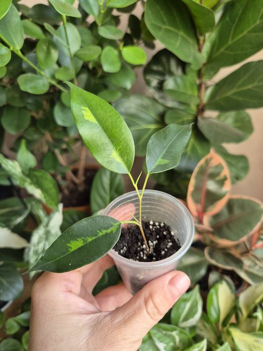 Кімнатні рослини фікус, традесканція, епіпремнум,драцена,циропегія