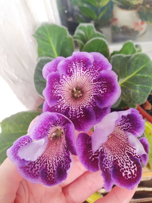 Глоксинії вазон обмін