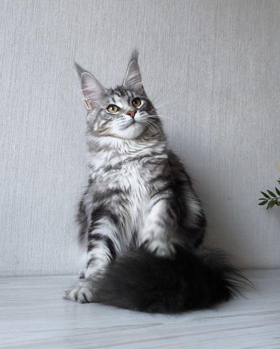 Мейн кун. Дівчинка!