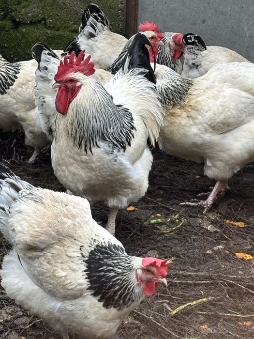 Australorp e Sussex ovos galados