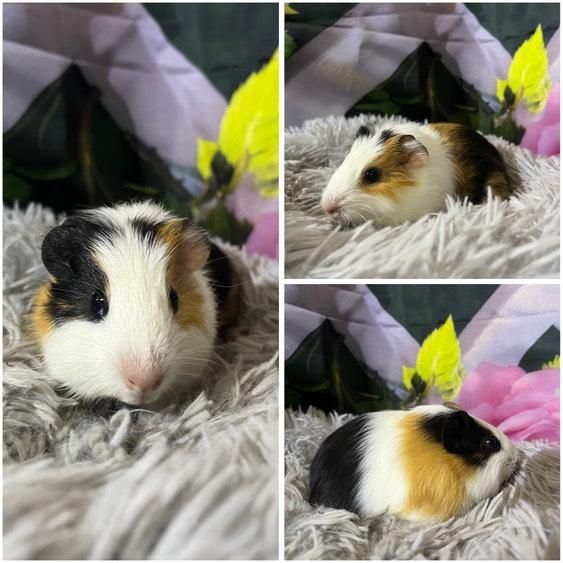 Świnki Morskie Cavie