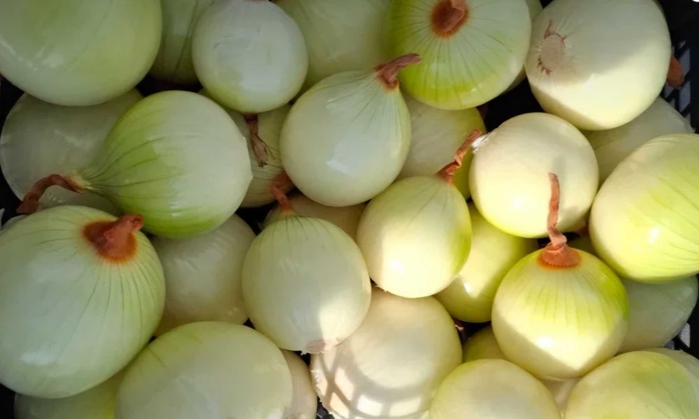Cebula młoda biała czerwona mixy z kominkiem market pakowana świeża sprzedam hurt detal dostawa