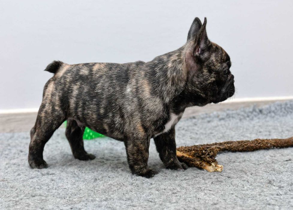 buldog francuski FCI szczenię piesek